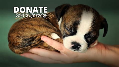 Adopt a pet: Here are 5 animal shelters and organizations you .